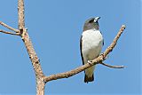 White-breasted Woodswallow